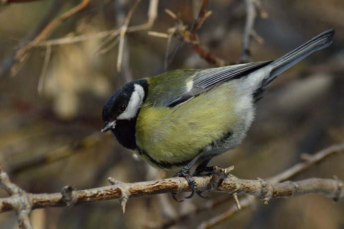 Cyanistes cyanus белая лазоревка