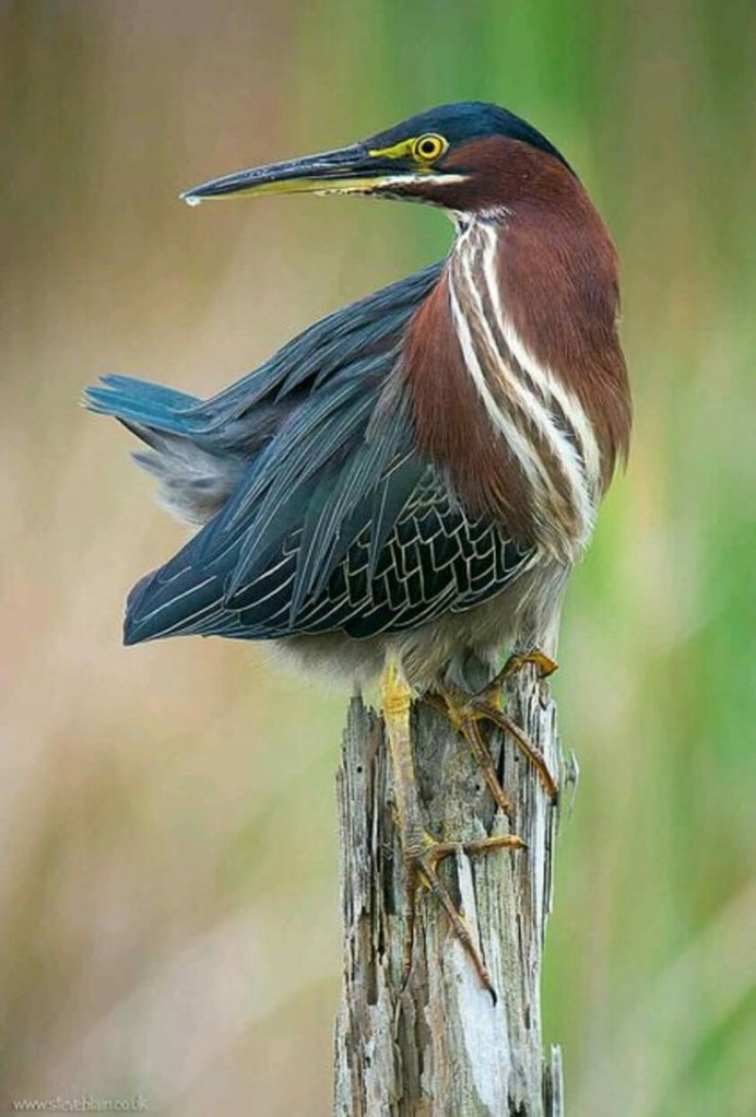 Eurystomus glaucurus
