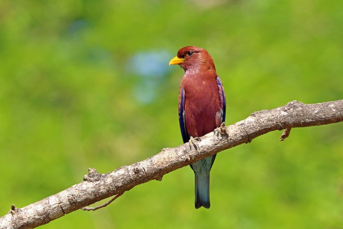 Eurystomus glaucurus