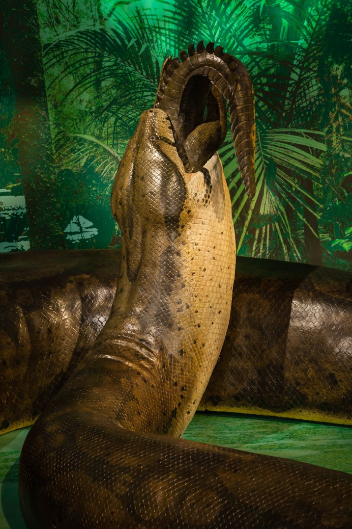 Diablophis gilmorei