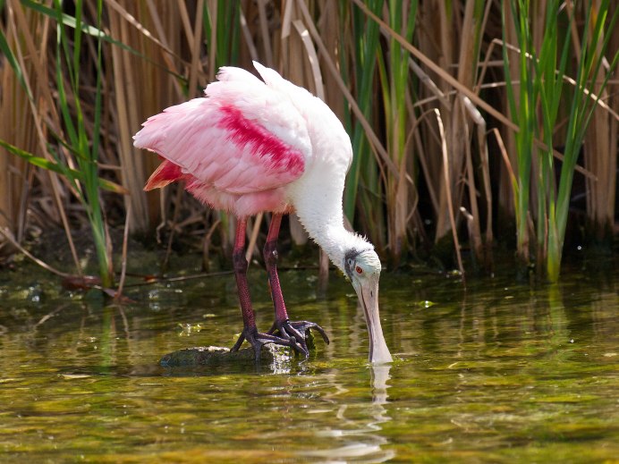 Roseate Spoonbill
