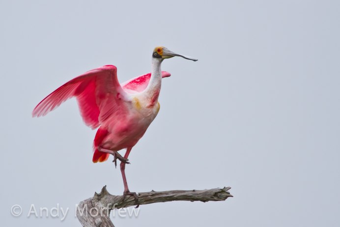 Розовая колпица (Platalea ajaja)