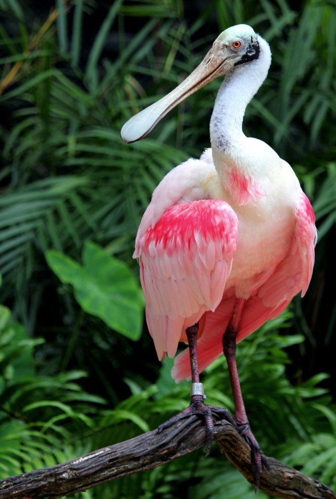Roseate Spoonbill птица