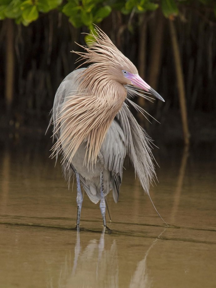 Розовая колпица Roseate Spoonbill