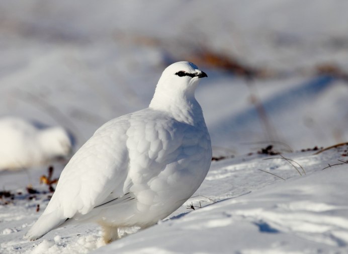 Тундряная куропатка