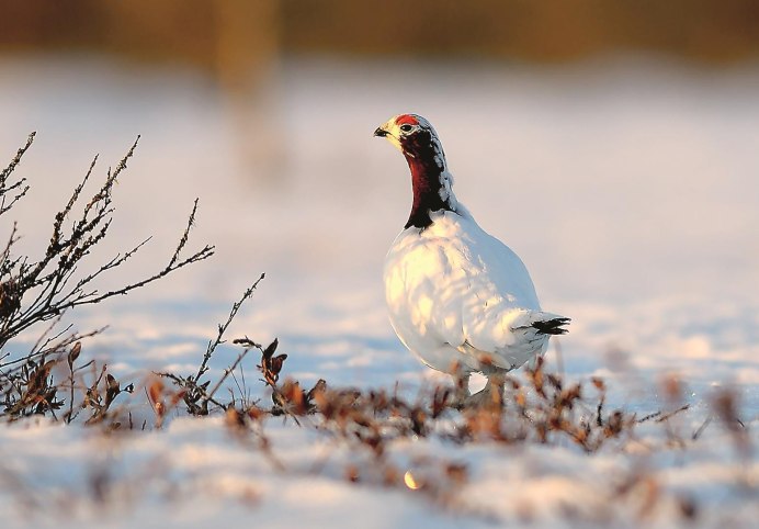 Среднерусская куропатка
