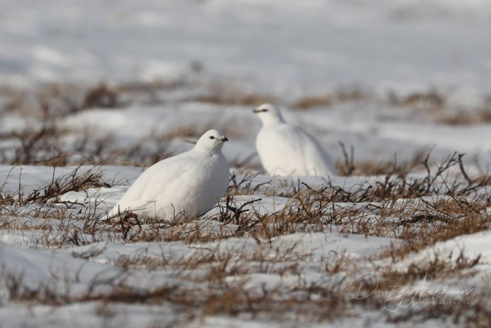 Белая куропатка