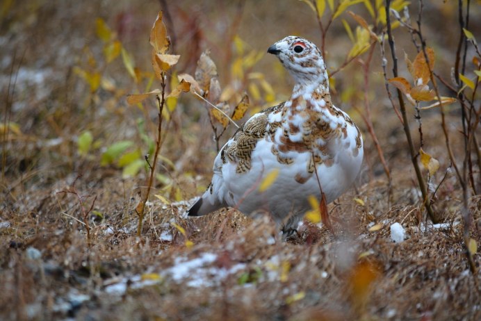 Тундряная куропатка