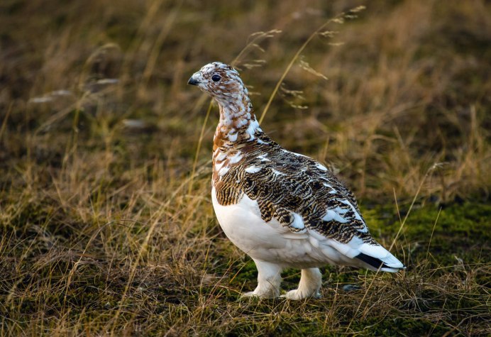 Тундряная куропатка