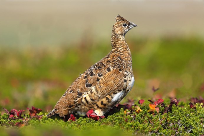 Куропатка в тундре