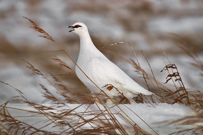 Белая куропатка в тундре