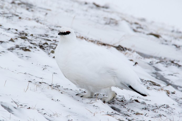 Тундряная куропатка самка