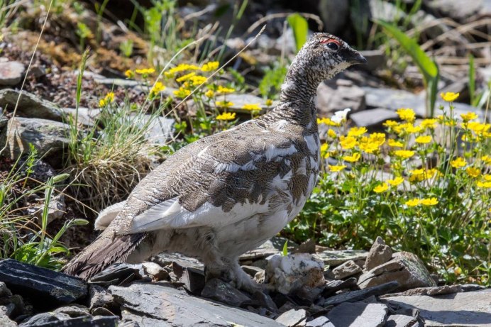 Тундряная куропатка (lagopus mutus