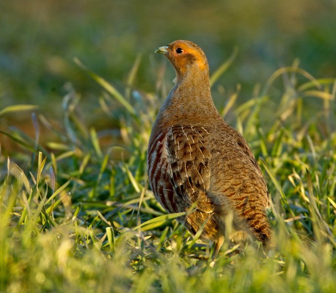 Тундряная куропатка (lagopus mutus