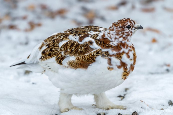 Большая белая куропатка