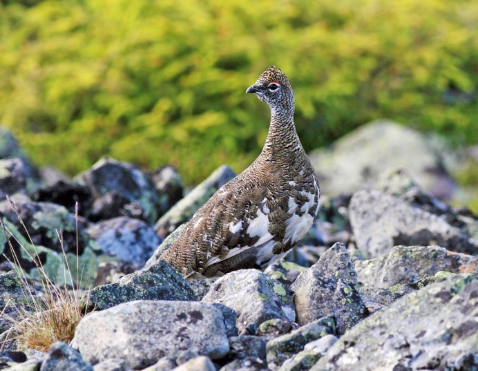Куропатка черная