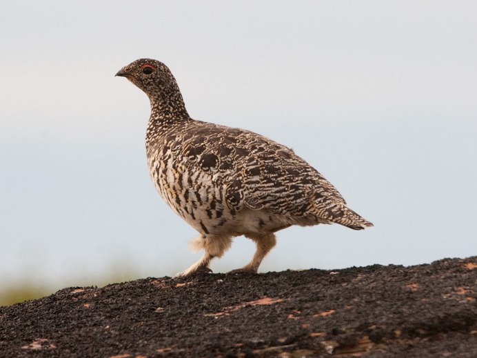 Среднерусская белая куропатка