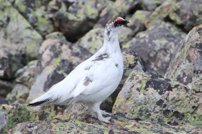 Белая куропатка в тундре