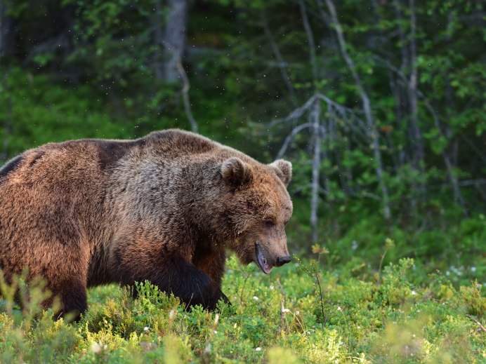 Николай Зиновьев фотограф дикой