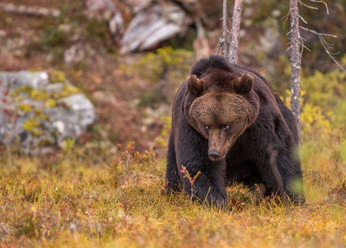 Медведь косолапый Потапыч