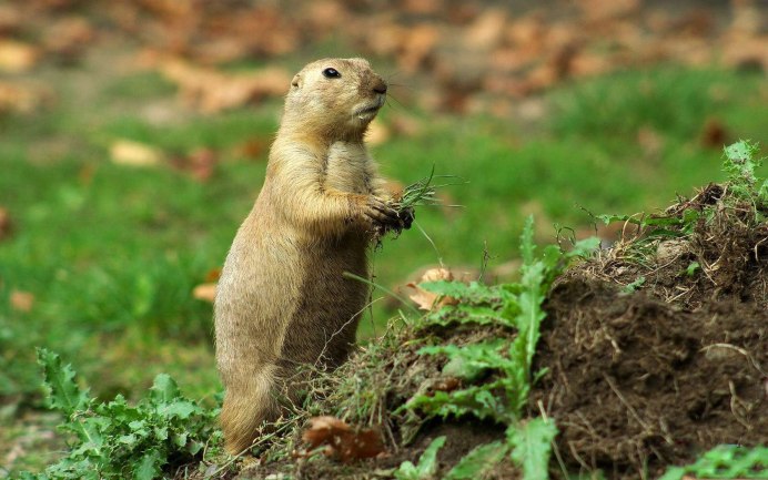 Карл Брендерс медведи