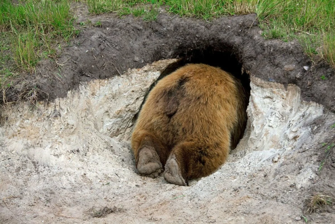 Медведь пообедал