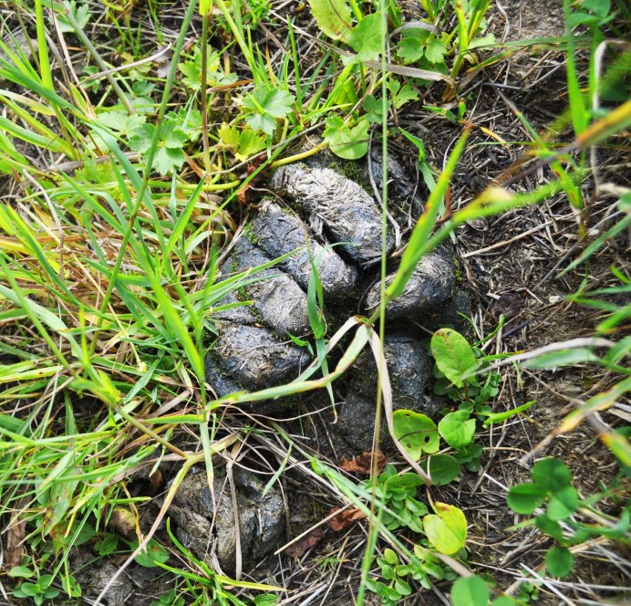 Беорн варкрафт