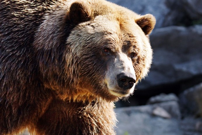 Медведь МТГ