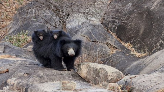 Wow друид медведь