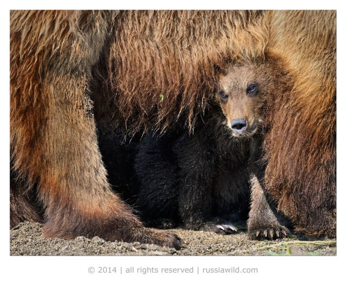 Кольский полуостров медведи