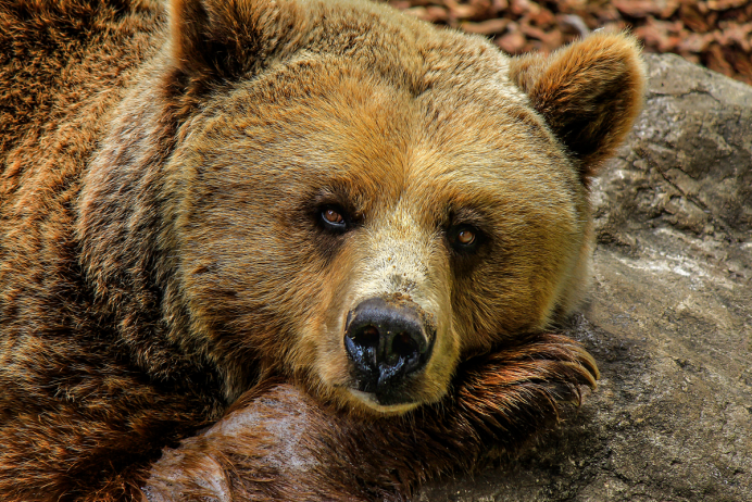 Гигантский Ленивец МЕГАТЕРИЙ