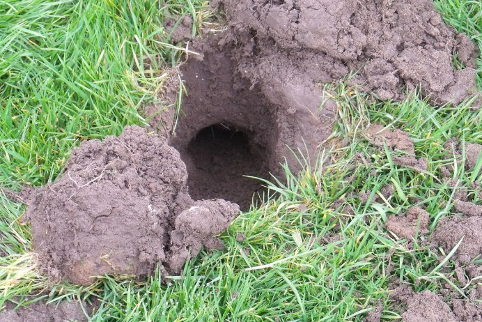 Паша медведь Паша