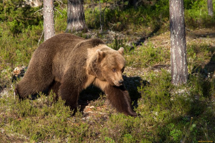 Медведица в Пермском крае растерзала грибника