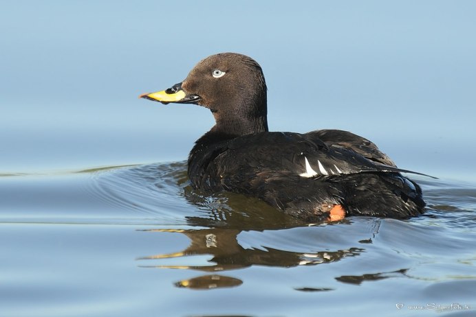 Лысуха (Fulica atra)