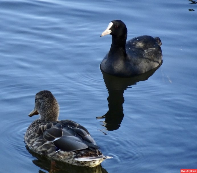Лысуха (Fulica atra)