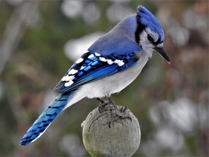 Cyanocitta cristata
