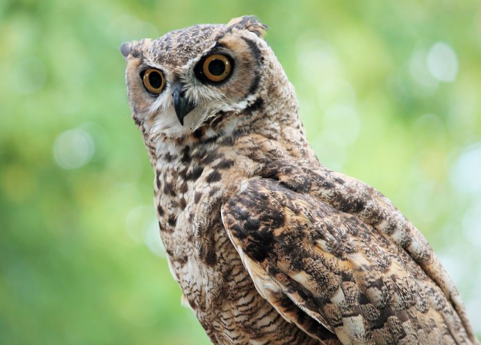 Филин Сова неясыть