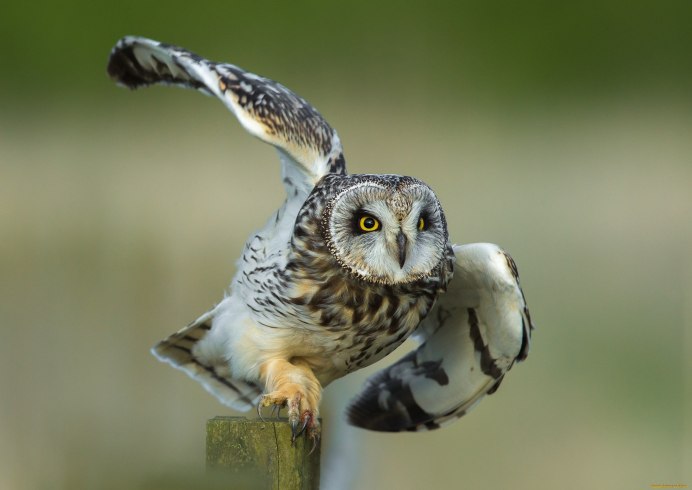 Евразийский Филин