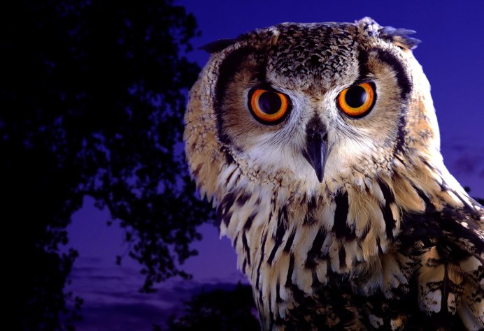 Совообразные Филин