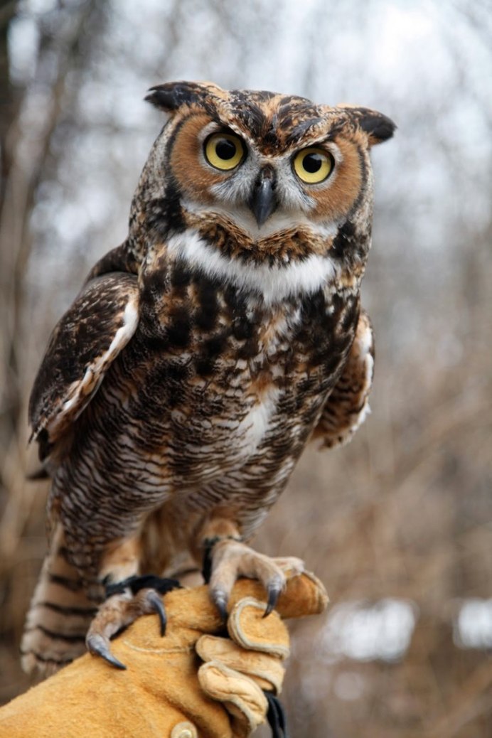 Сова в полете фото