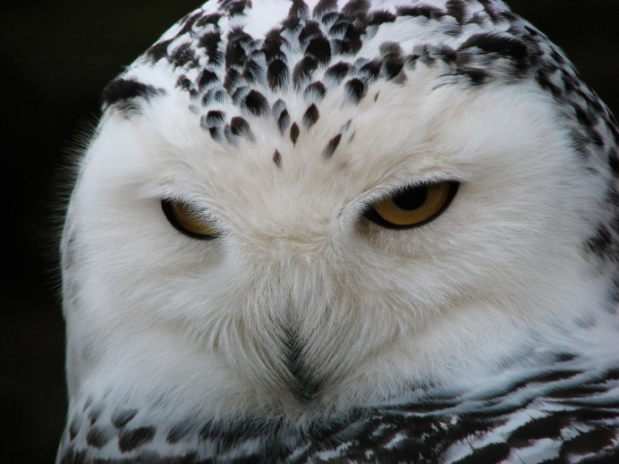 Совообразные Филин