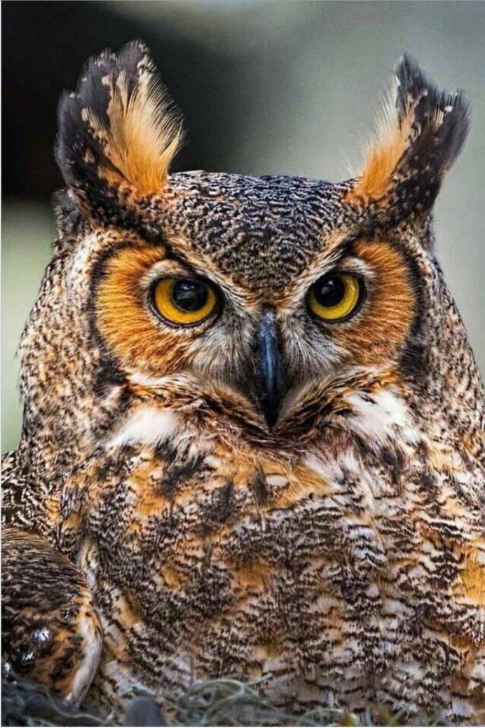 Ушастая Сова на ветке