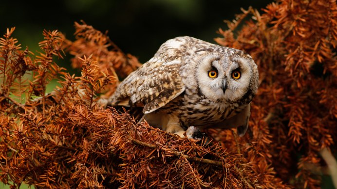 Бородатая неясыть размах крыльев