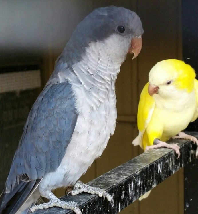 Green Quaker Parrot