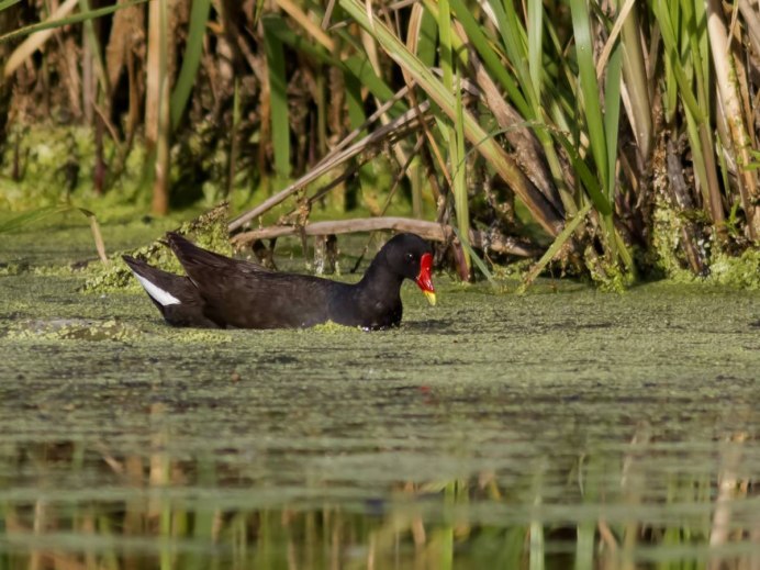 Камышница Gallinula chloropus