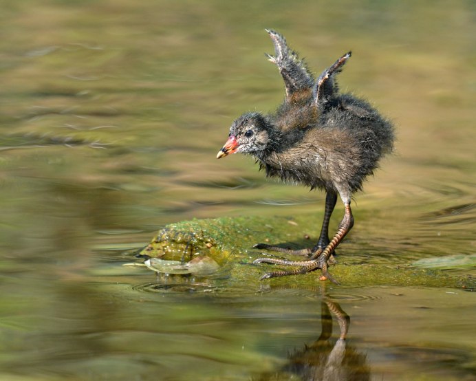 Камышница Gallinula chloropus