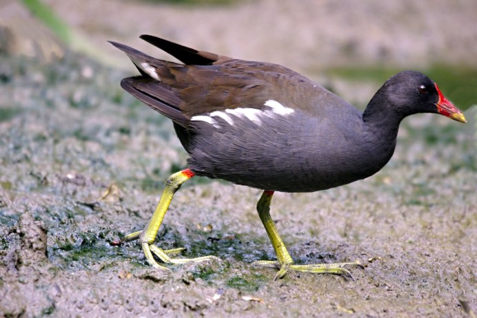 Камышница Gallinula chloropus