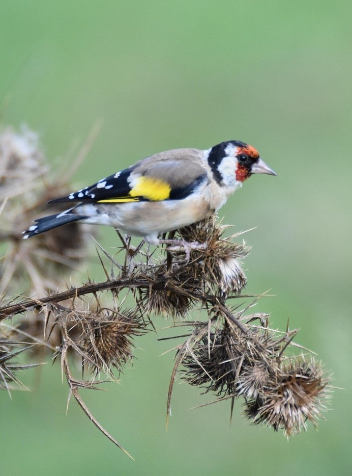 Щегол черноголовый Carduelis Carduelis
