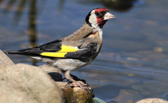 Щегол обыкновенный черноголовый щегол, или обыкновенный (Carduelis Carduelis).