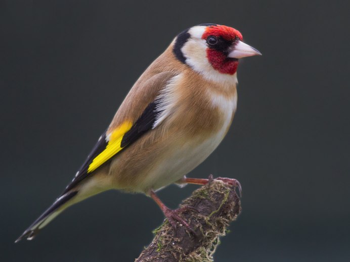 Щегол (Carduelis Carduelis)